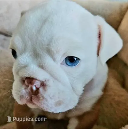 Lil' Macarone's, "Nature Boy Rick Flair" – English Bulldog puppy for sale in Chattahoochee Hills, GA