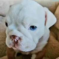 Lil' Macarone's, "Nature Boy Rick Flair", a male English Bulldog for sale in Chattahoochee Hills, GA – 1 of 8
