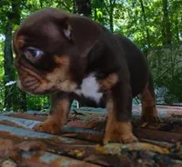 "CO CO" The chocolate princess! , a female English Bulldog for sale in Chattahoochee Hills, GA – 5 of 8