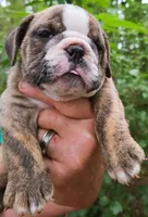 DUTCHESS, a female English Bulldog for sale in Chattahoochee Hills, GA – 5 of 6