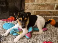 Archie, a male Jack Russell Terrier for sale in Issaquah, WA – Photo 2 of 3