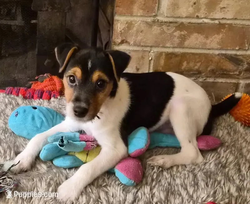 Archie, a male Jack Russell Terrier for sale in Issaquah, WA – Photo 1 of 3