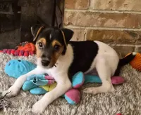 Archie, a male Jack Russell Terrier for sale in Issaquah, WA – Photo 1 of 3