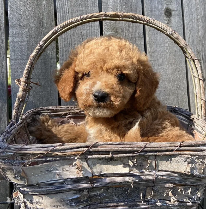Bella boy no col – Miniature Goldendoodle puppy for sale in Roundup, MT