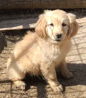 Katies girl, a male Miniature Golden Retriever for sale in Roundup, MT – 2 of 3