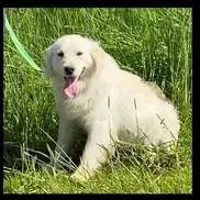 Scotty, a male Miniature Golden Retriever for sale in Roundup, MT – Photo 1 of 3