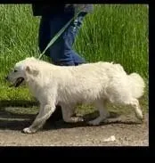 Scotty, a male Miniature Golden Retriever for sale in Roundup, MT – Photo 3 of 3