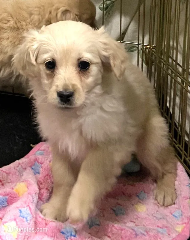 E.J Purple – Miniature Golden Retriever puppy for sale in Roundup, MT