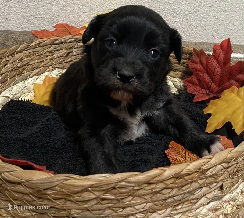 Lexi F 1 – Miniature Aussiedoodle puppy for sale in Roundup, MT