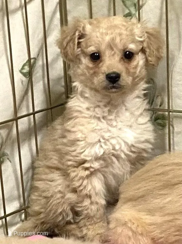 Daisy Pink – Miniature Golden Retriever puppy for sale in Roundup, MT