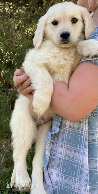 Yeti boy Brown – Miniature Golden Retriever puppy for sale in Roundup, MT
