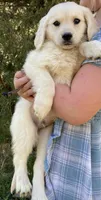 Yeti boy Brown, a male Miniature Golden Retriever for sale in Roundup, MT – 1 of 1