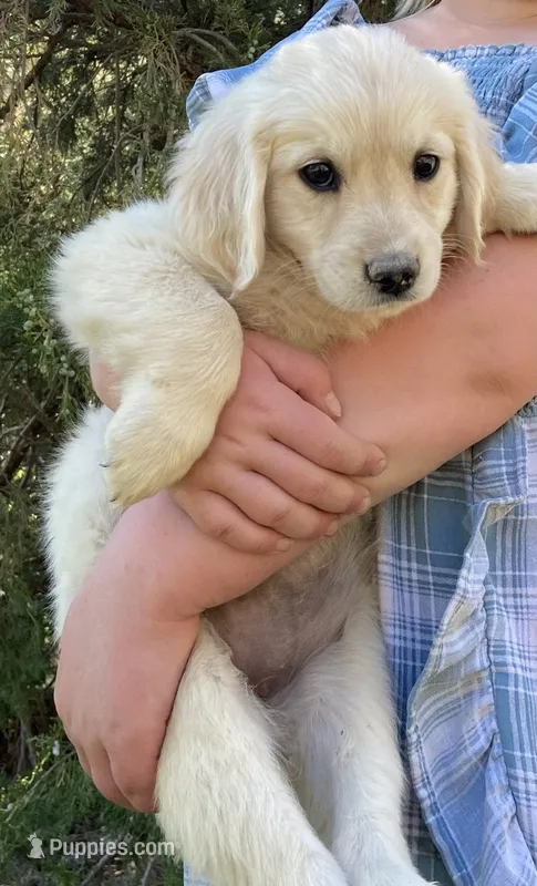 Yeti girl-Teal – Miniature Golden Retriever puppy for sale in Roundup, MT
