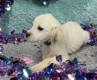 processed/6a00e5d3-2d97-4a2c-8e7a-4f4d67af48b2/listing/35ebdc7c-ec6e-407c-a7cb-9fe58c5f1b73/f378db95-d3e9-4a32-86ba-ecb3674a155f