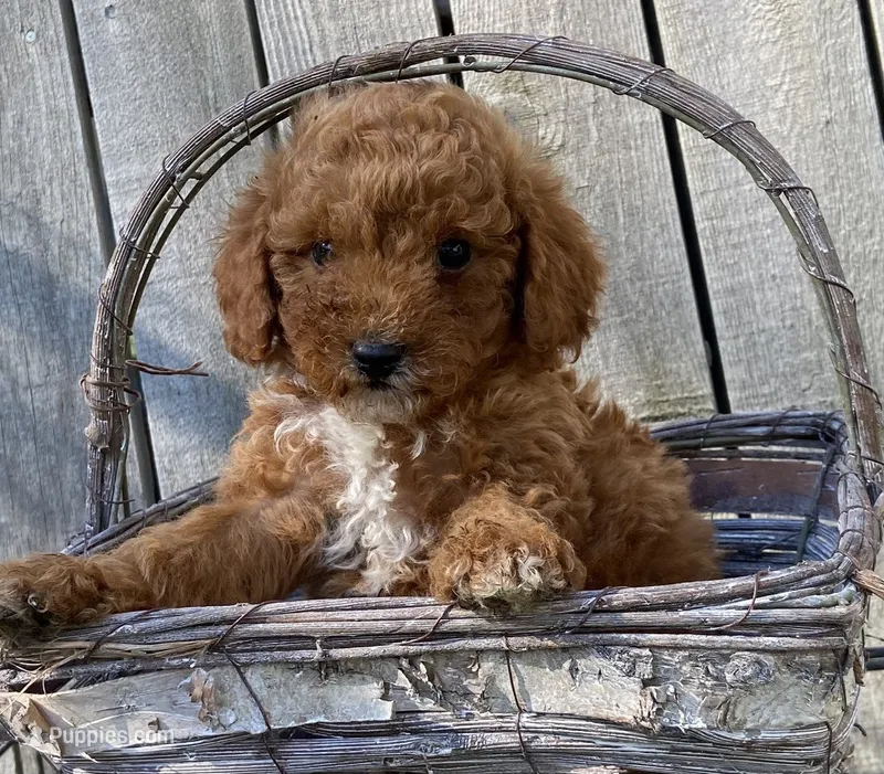 Bellas Red Boy – Miniature Goldendoodle puppy for sale in Roundup, MT