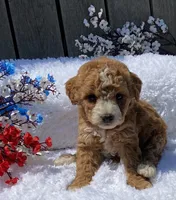 Bellas girl, a female Miniature Goldendoodle for sale in Roundup, MT – 1 of 1