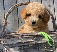 Bella boy green, a male Miniature Goldendoodle for sale in Roundup, MT – 1 of 1