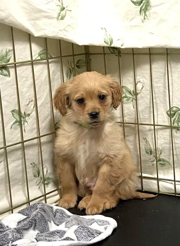 EJ Pocket of Gold – Miniature Golden Retriever puppy for sale in Roundup, MT