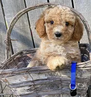 Bella boy Blue, a female Miniature Goldendoodle for sale in Roundup, MT – 1 of 1