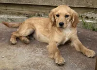 EJ Pocket of Gold, a male Miniature Golden Retriever for sale in Roundup, MT – 1 of 1