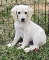 Yeti boy , a male Miniature Golden Retriever for sale in Roundup, MT – 1 of 1
