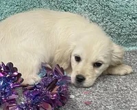 Sosha Girl Teal, a female Miniature Golden Retriever for sale in Roundup, MT – Photo 1 of 2