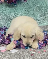Sosha Girl Teal, a female Miniature Golden Retriever for sale in Roundup, MT – Photo 2 of 2