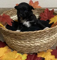 Lexi f 2, a female Miniature Aussiedoodle for sale in Roundup, MT – 1 of 1