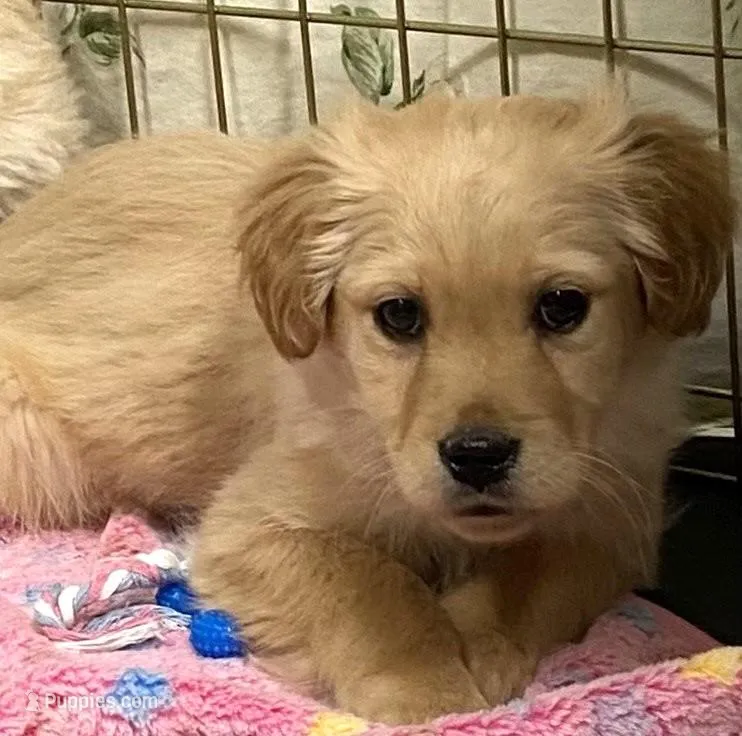 Daisy Blk Col – Miniature Golden Retriever puppy for sale in Roundup, MT