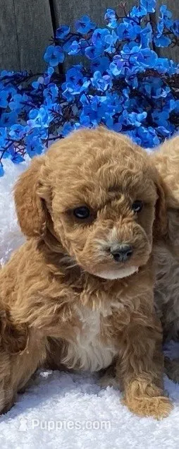 Bella boy – Miniature Goldendoodle puppy for sale in Roundup, MT