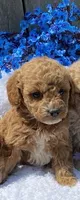 Bella boy, a female Miniature Goldendoodle for sale in Roundup, MT – 1 of 1