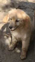 Katies girl, a male Miniature Golden Retriever for sale in Roundup, MT – 3 of 3
