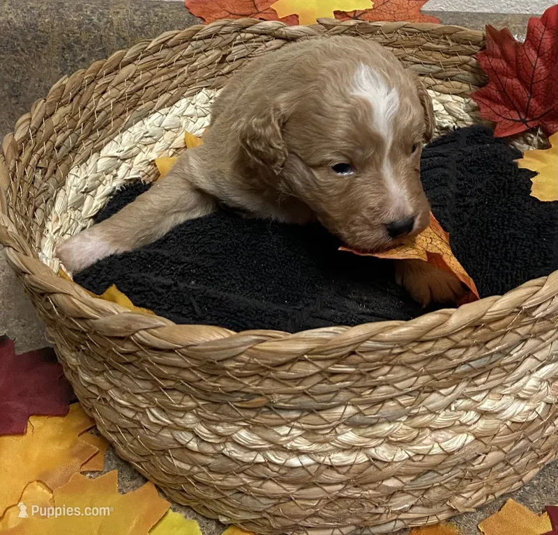Lexi M 2 – Miniature Aussiedoodle puppy for sale in Roundup, MT