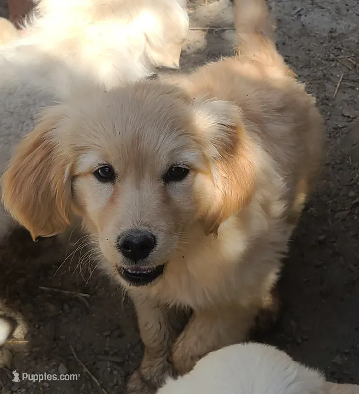 Katies girl – Miniature Golden Retriever puppy for sale in Roundup, MT