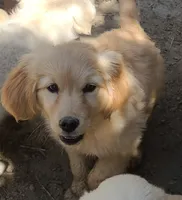 Katies girl, a male Miniature Golden Retriever for sale in Roundup, MT – 1 of 3
