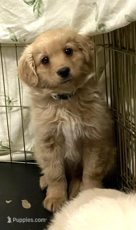 E.J. Mini boy – Miniature Golden Retriever puppy for sale in Roundup, MT