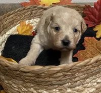 Lexi boy, a male Miniature Aussiedoodle for sale in Roundup, MT – 1 of 1