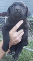 Black male, a male Labrador Retriever for sale in Olympia, WA – 2 of 10