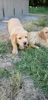 Fox Red Labrador Retriever Male, a male Labrador Retriever for sale in Olympia, WA – 9 of 9