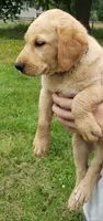 Blue collar fox red male lab pup AKC, a male Labrador Retriever for sale in Olympia, WA – 6 of 8