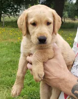 Blue collar fox red male lab pup AKC, a male Labrador Retriever for sale in Olympia, WA – 2 of 8