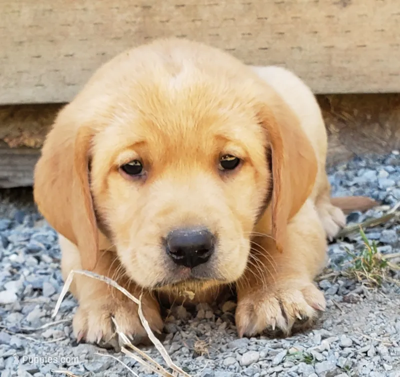 Fox Red Labrador Retriever Female – Labrador Retriever puppy for sale in Olympia, WA