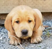 Fox Red Labrador Retriever Female, a female Labrador Retriever for sale in Olympia, WA – 1 of 6
