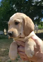 Male AKC , a male Labrador Retriever for sale in Olympia, WA – 6 of 10