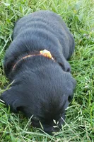 Black male, a male Labrador Retriever for sale in Olympia, WA – 9 of 10
