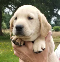Red collar male AKC labrador retriever , a male Labrador Retriever for sale in Olympia, WA – 5 of 8