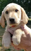 Male AKC , a male Labrador Retriever for sale in Olympia, WA – 8 of 10