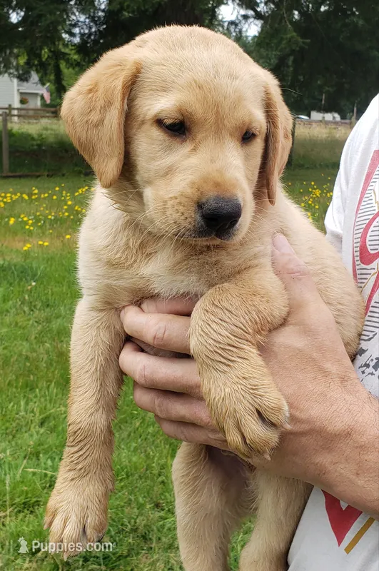 Blue collar fox red male lab pup AKC – Labrador Retriever puppy for sale in Olympia, WA
