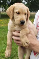 Blue collar fox red male lab pup AKC, a male Labrador Retriever for sale in Olympia, WA – 1 of 8