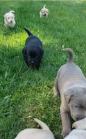 Black female AKC labrador , a female Labrador Retriever for sale in Olympia, WA – 5 of 10